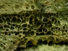 03web1
