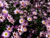 wander_img_6043