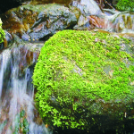 Wanderung „Unterwegs im stillen Landscheider Tal“