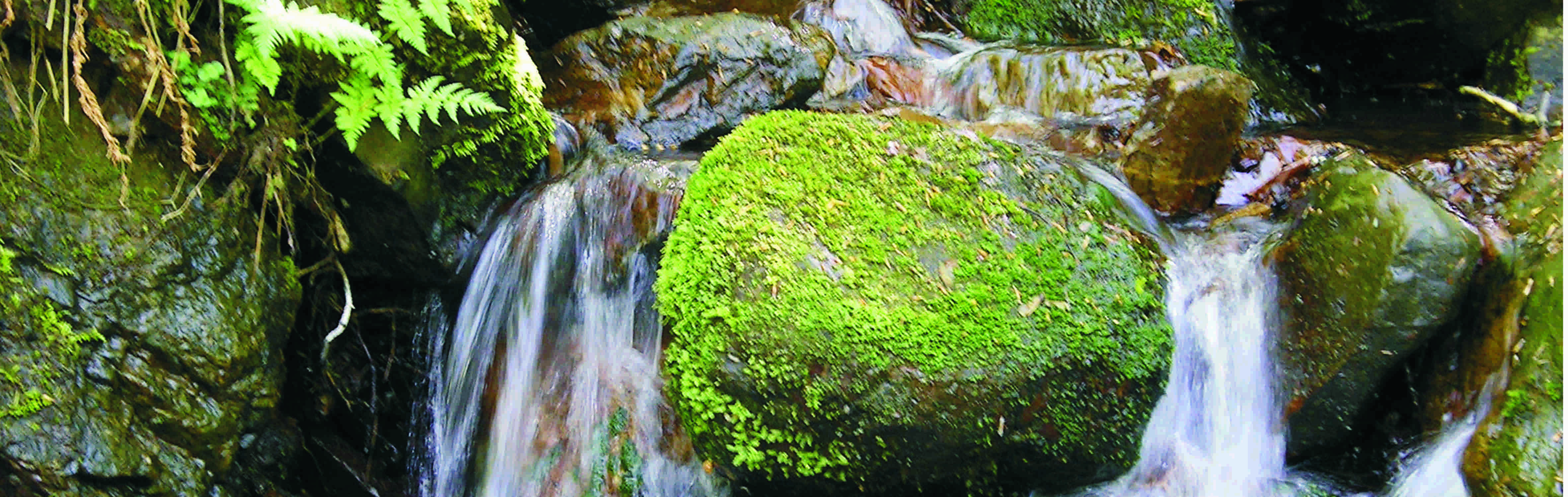 Wanderung „Unterwegs im stillen Landscheider Tal“