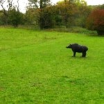 Abenteuerliche Wanderung "Singles auf der Jagd..."