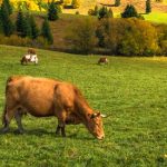 Wanderung der Stadt Wadern: „Zur Grimburg - Täler, Türme und Traumschleifen“