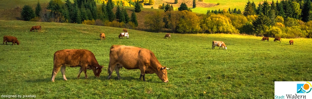 Wanderung der Stadt Wadern: „Zur Grimburg - Täler, Türme und Traumschleifen“