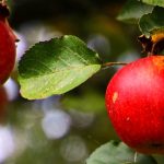 ABGESAGT! EWS-Wanderung "Durch Obstplantagen zum Bietzer Wald"
