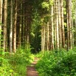 Go-to-coffee-Wanderung "Stille Waldwege bei Riegelsberg"
