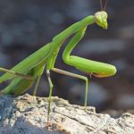 Abgesagt! EWS-Wanderung "Ins Reich der Gottesanbeterin"