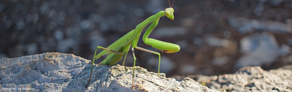 Abgesagt! EWS-Wanderung "Ins Reich der Gottesanbeterin"