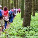 Abwechslungsreiche Waldwanderung „Von Rohrbach nach Furpach"