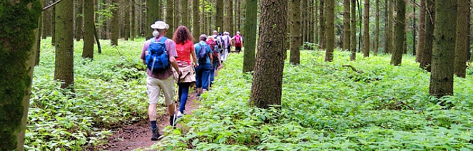 Abwechslungsreiche Waldwanderung „Von Rohrbach nach Furpach"