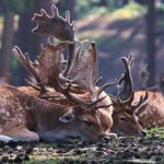 Wanderung der Stadt Völklingen: "Wild im Warndt-Wald"