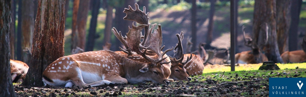 Wanderung der Stadt Völklingen: "Wild im Warndt-Wald"
