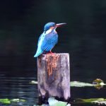 EWS-Wanderung "Sonntagsspaziergang zur Schwemlinger Seenplatte"