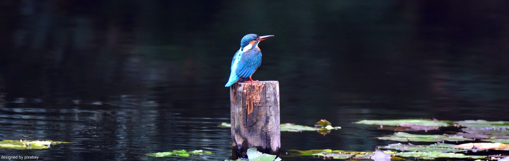 EWS-Wanderung "Sonntagsspaziergang zur Schwemlinger Seenplatte"