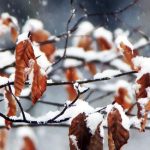 Wandern & Qi Gong der vier Jahreszeiten "Winter"