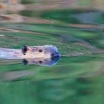 Biber-Exkursion mit Hörkomfort: „Nachts unterwegs im Biberrevier“