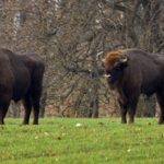EWS Single-Wanderung “Zu den Wisenten im Nordsaarland”