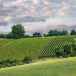 Aussichtsreiche Single-Wanderung „Über alle (Wein)berge!"