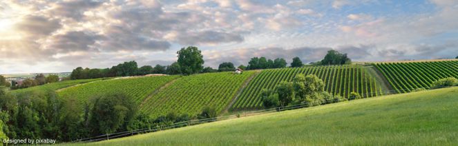 Aussichtsreiche Single-Wanderung „Über alle (Wein)berge!"