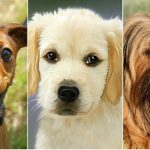 EWS Wandern mit Hund(en) bei Dudweiler