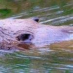 Kinderferienprogramm 2025: Spannende Biber-Exkursion für KidS