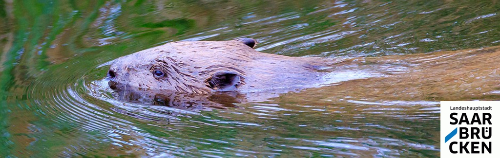 Kinderferienprogramm 2025: Spannende Biber-Exkursion für KidS