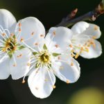 Wandern & Qi Gong der vier Jahreszeiten "Frühling"