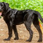 EWS Wandern mit Hund(en)