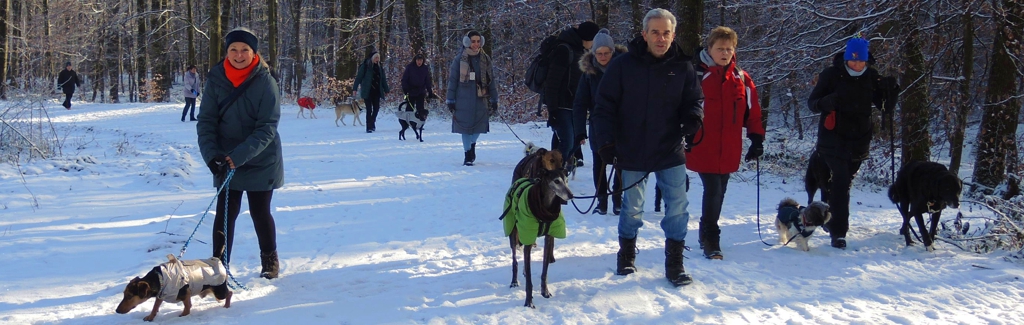 EWS Wandern mit Hund(en) im "Urwald" bei Saarbrücken
