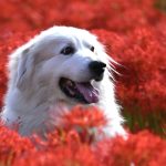 EWS Wandern mit Hund(en)