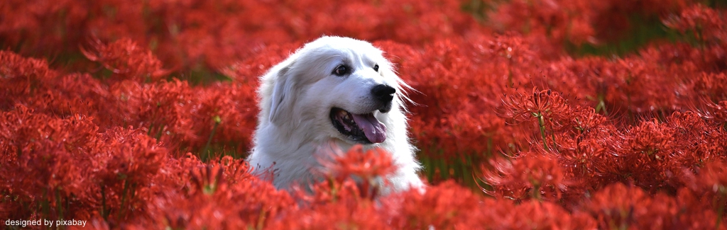 EWS Wandern mit Hund(en)