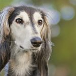 EWS Wandern mit Hund(en) am Burbacher Waldweiher