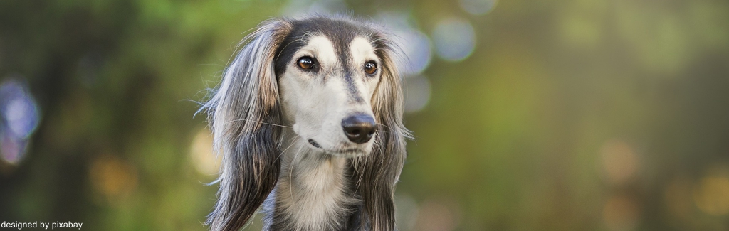 EWS Wandern mit Hund(en) am Burbacher Waldweiher