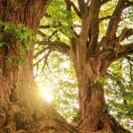 VHS Workshop "Waldbaden im Ruhbachtal"