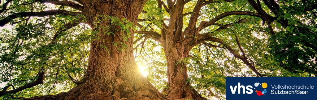 VHS Workshop "Waldbaden im Ruhbachtal"